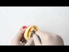 দন্ত গবেষণা দাঁতের মডেল ডেন্টাল স্কুল ২৮ পিসি দাঁত স্ক্রু সহ ডেন্টাল পুনরুদ্ধার চোয়াল মডেল আপনার জন্য