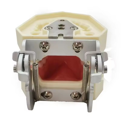 দন্ত অধ্যয়ন দাঁত মডেল ডেন্টাল স্কুল ২৮ পিসি দাঁত স্ক্রু সহ ডেন্টাল পুনরুদ্ধার চোয়াল মডেল