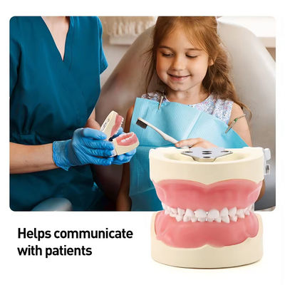 Detachable 24pcs Children Dental Teeth Model Resin Made Training Kids Teeth Practise Model