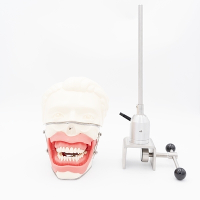 মৌখিক অ্যানাস্থেসিয়া প্রশিক্ষণ মডেল ইনজেকশনের জন্য বাস্তবসম্মত গাম্বিয়া চোয়াল সিমুলেশন ড্যান্টাল কন্ডাকশন অনুশীলন অ্যানাস্থেসিয়া মডেল