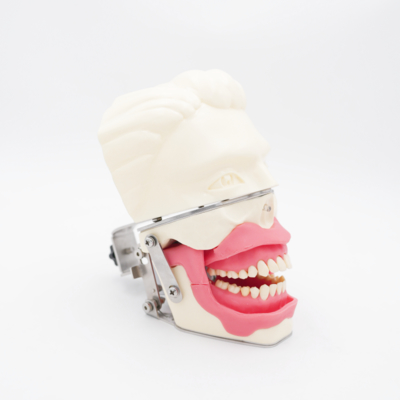 মৌখিক অ্যানাস্থেসিয়া প্রশিক্ষণ মডেল ইনজেকশনের জন্য বাস্তবসম্মত গাম্বিয়া চোয়াল সিমুলেশন ড্যান্টাল কন্ডাকশন অনুশীলন অ্যানাস্থেসিয়া মডেল