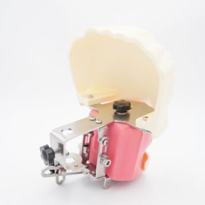 উন্নত মৌখিক ফ্যান্টম হেড ডেন্টাল টিচিং হেড মডেল ডেন্টাল স্কুল ডেস্কটপ অনুশীলন ডেন্টাল প্রশিক্ষণ সিমুলেটর