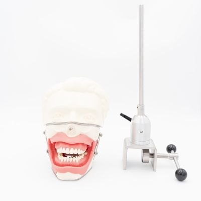 দন্ত্য অ্যানেস্থেশিয়া নিষ্কাশন মডেল ডেন্টাল স্কুল অ্যানেস্থেশিয়া ইনজেকশন প্রশিক্ষণ মডেল ওরাল অ্যানেস্থেশিয়া সিমুলেটর সিস্টেম